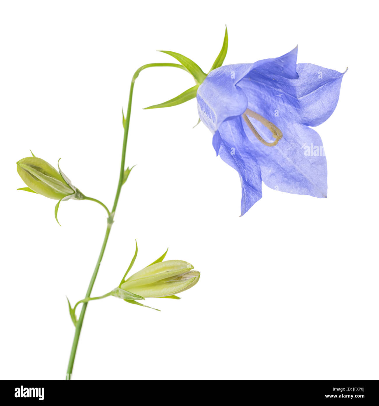 single bluebell flower with buds isolated on white background, close up Stock Photo