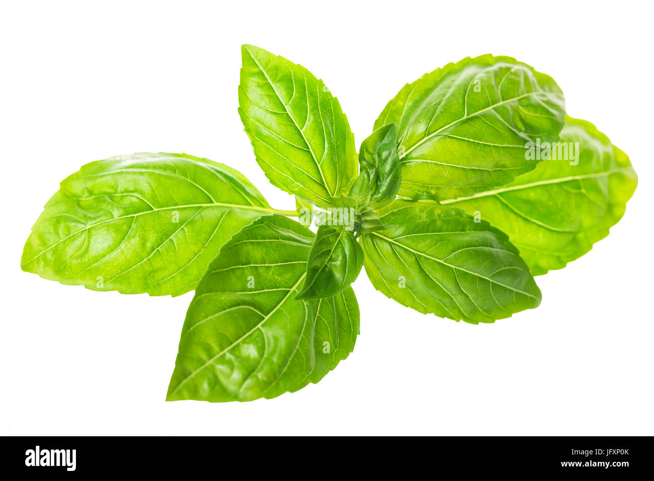 fresh green twig of seasoning basil isolated on white background, close ...