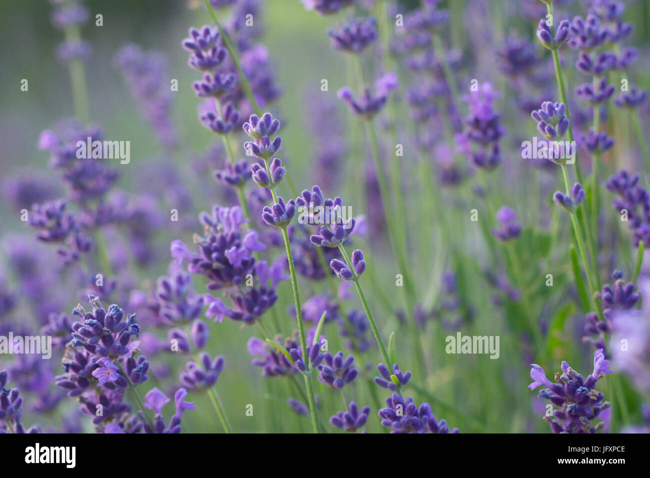 lavender flowers on field closeup Stock Photo