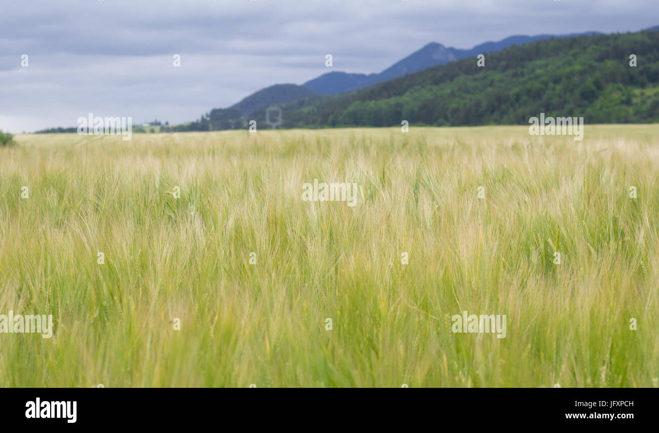 green wheat field in summer Stock Photo