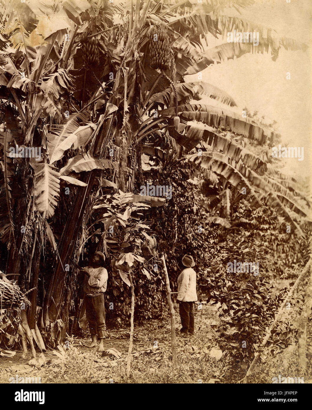 Banana pickers, Africa Stock Photo
