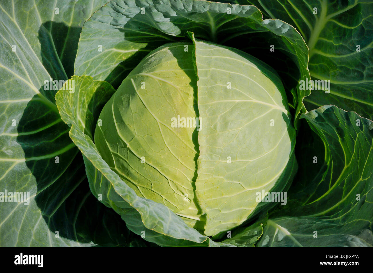 Cabbage family brassicaceae hires stock photography and images Alamy
