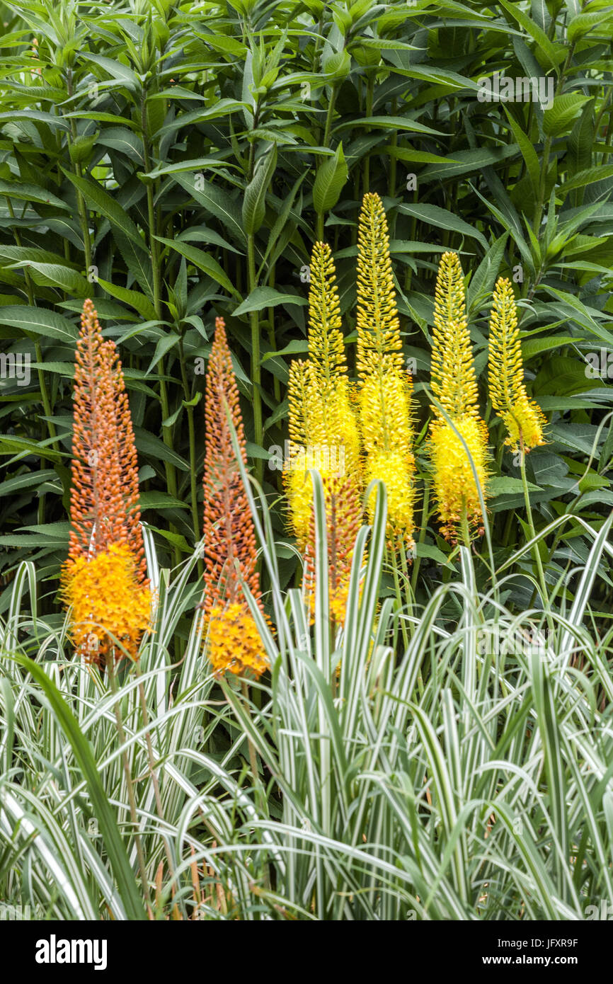 Yellow Foxtail Stock Photos & Yellow Foxtail Stock Images Alamy