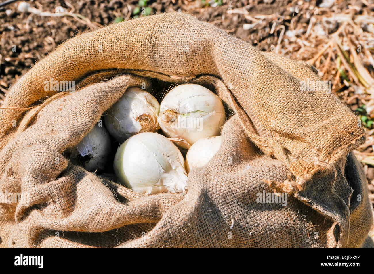 White sack bag of onions hires stock photography and images Alamy