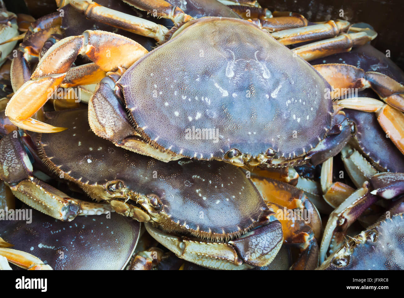 Dungeness Crabs for Sale at San Francisco Fisherman's Wharf Stock Photo