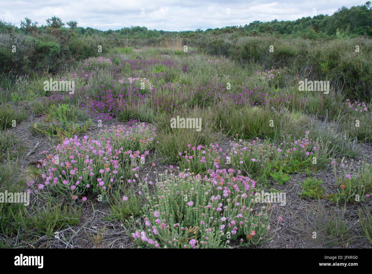 Heather-covered mown strip of heathland at Yateley Common, Hampshire, UK Stock Photo