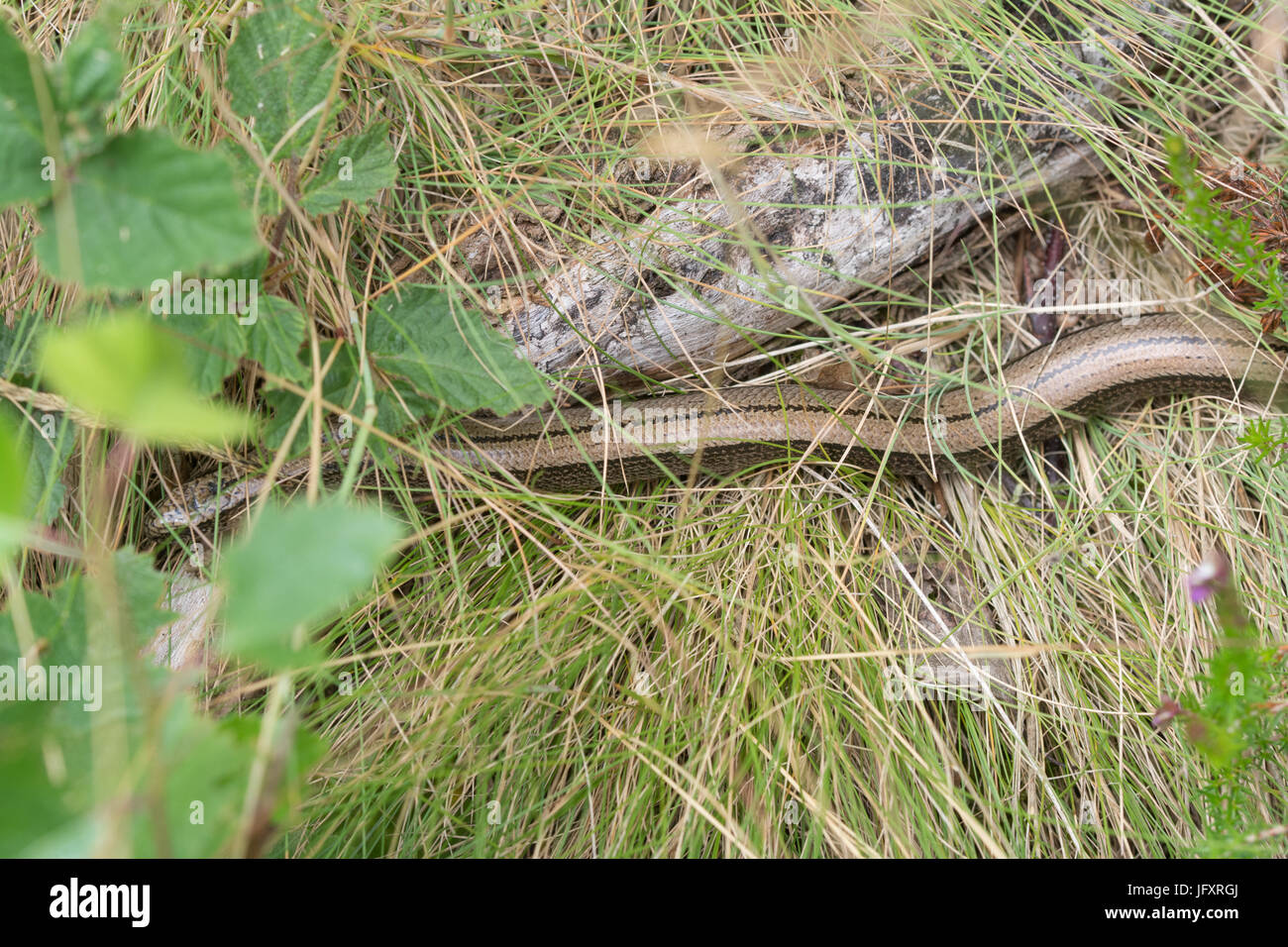 Slow worm (Anguis fragilis) basking among grass in heathland habitat, UK Stock Photo