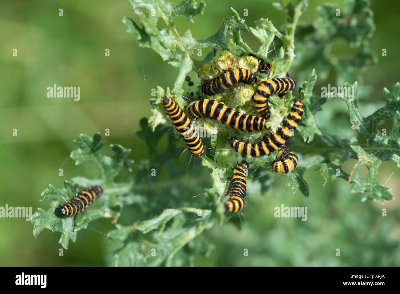 Striped cinnabar moth caterpillars (Tyria jacobaeae) feeding on ragwort (Jacobaea vulgaris) Stock Photo