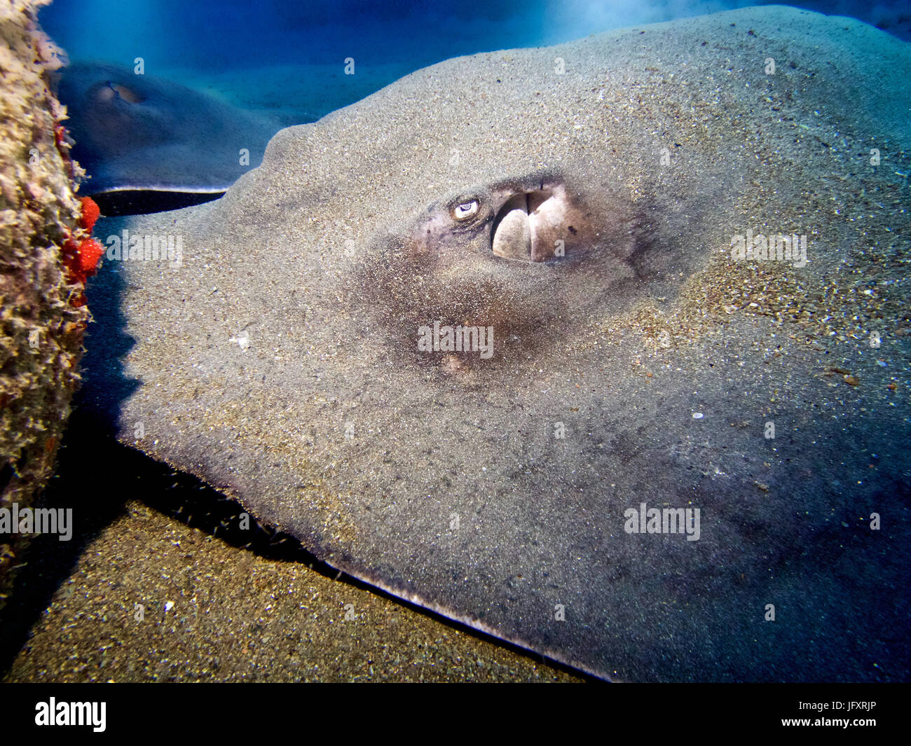 Huge rough tail stingray and his friend having a rest at dusk at the beginning of a night dive. Stock Photo