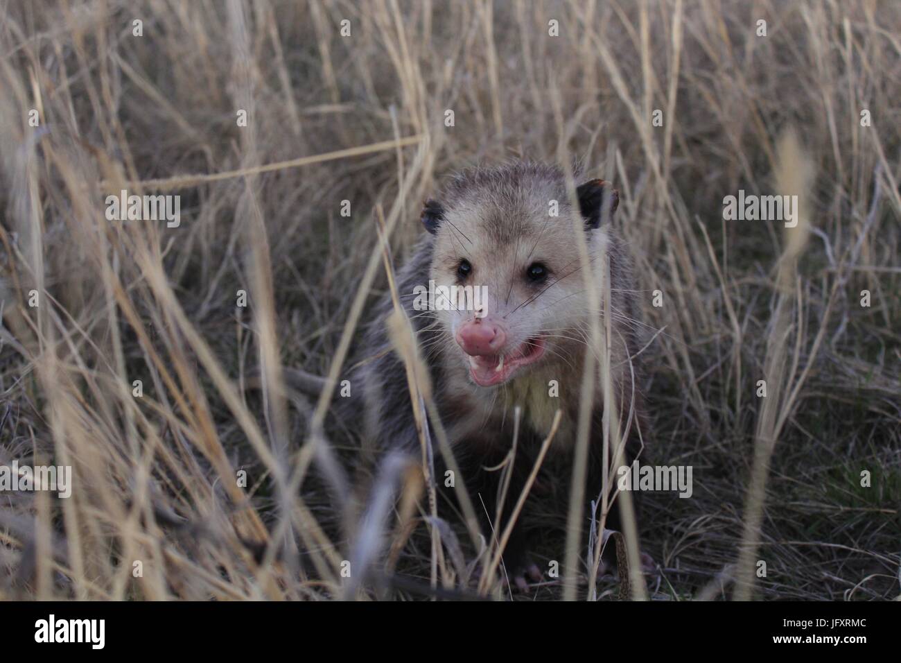 Black possum hires stock photography and images Alamy