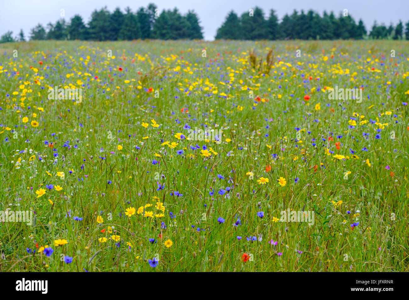 Summer landscape blossoming meadow hi-res stock photography and images ...
