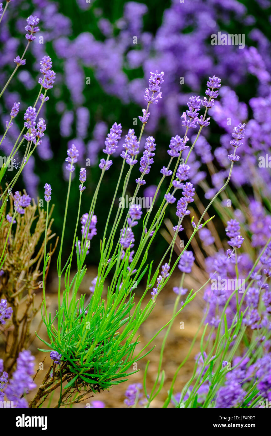 Close up view of beautiful purple lavender flowers Stock Photo - Alamy, image size:866x1390