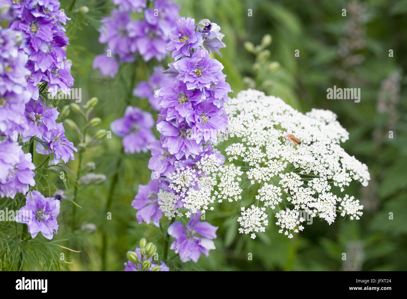Consolida and Ammi majus flowering in a border. Stock Photo