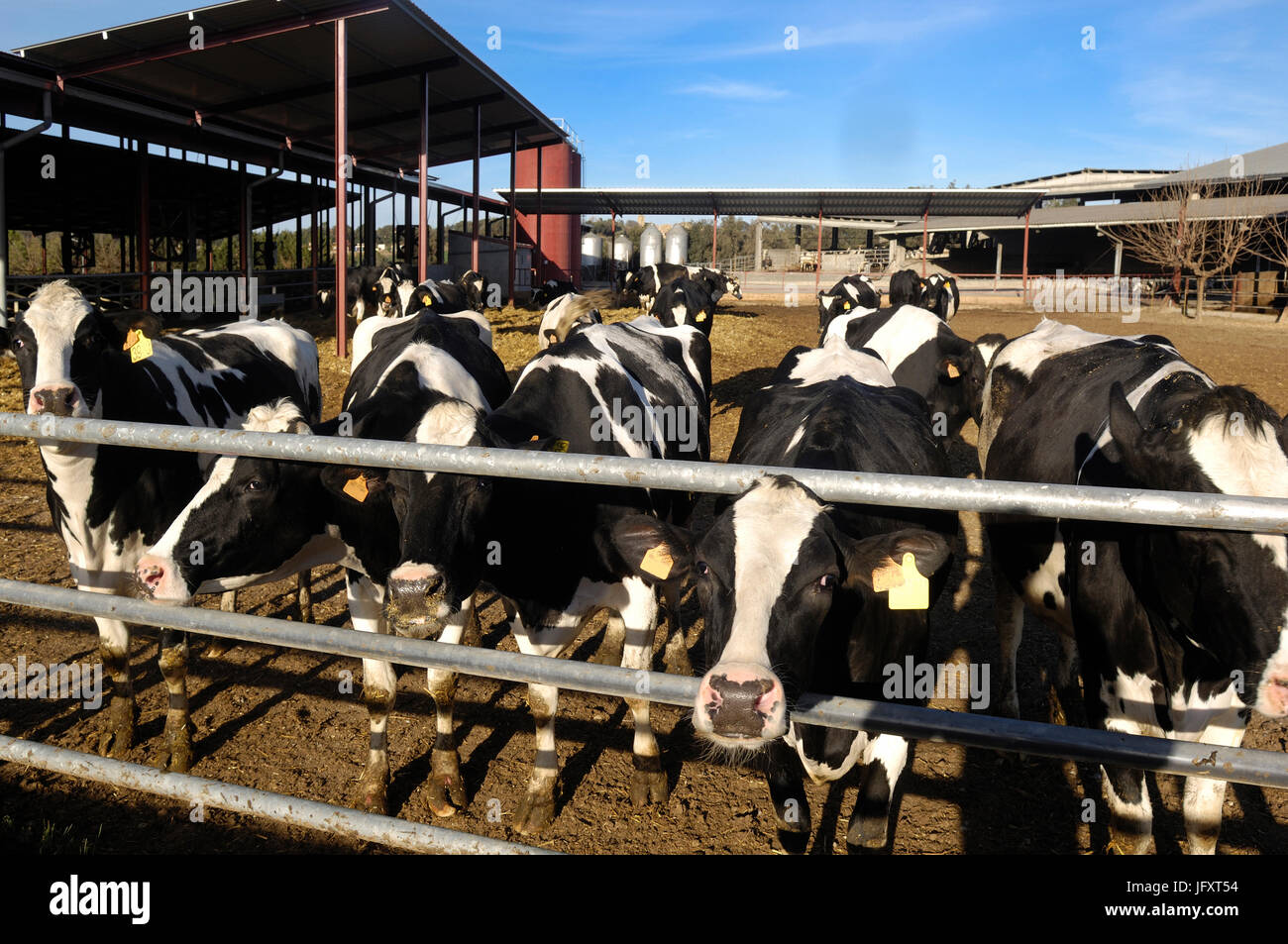 Dairy cows eating grass inside hi-res stock photography and images - Alamy