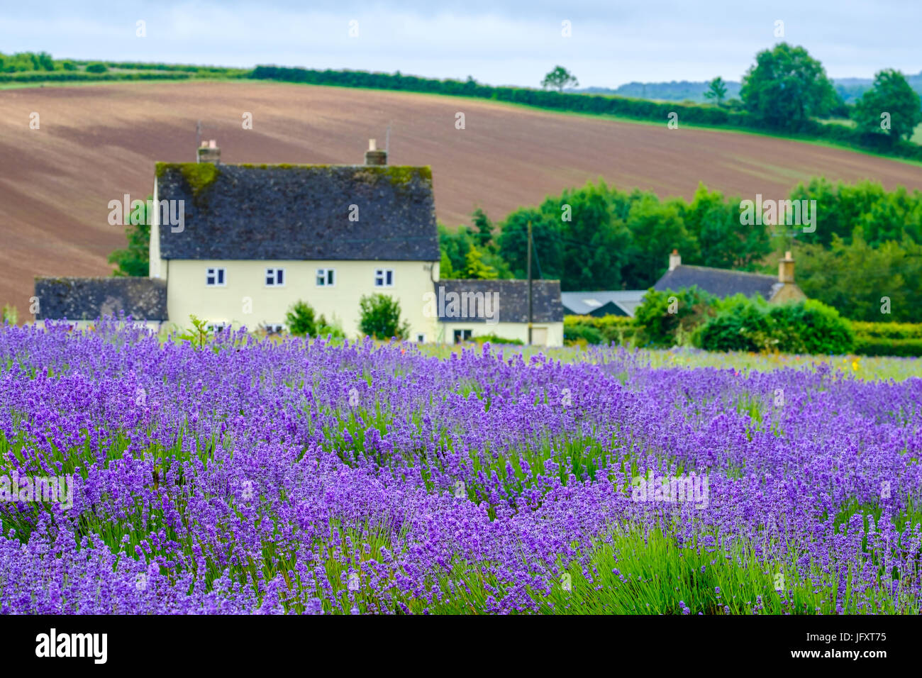 Pictureque view of Cotswold Lavender Farm in Worcestershire Stock Photo