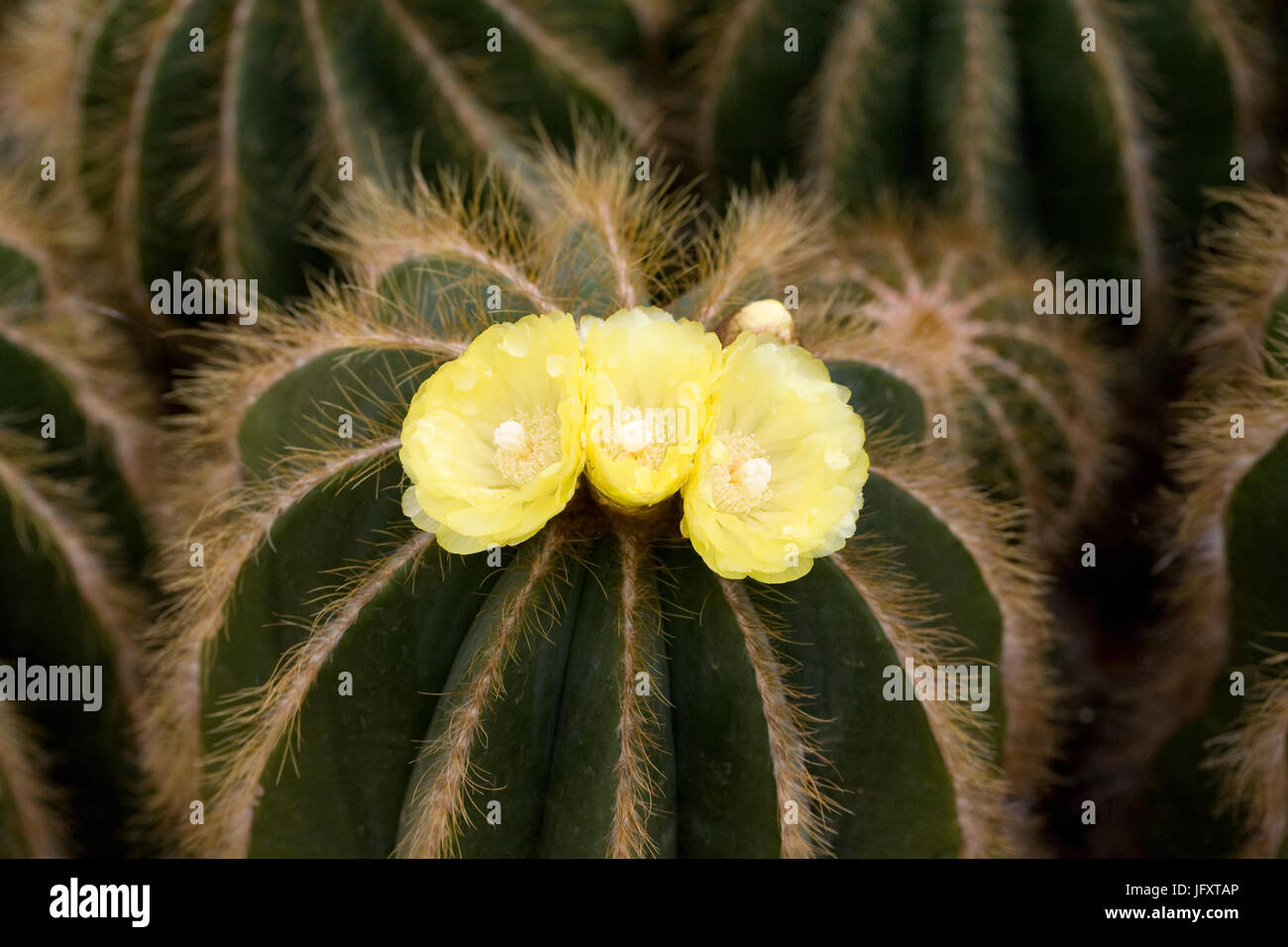 Parodia magnifica. Ball cactus flowering in a protected environment. Stock Photo