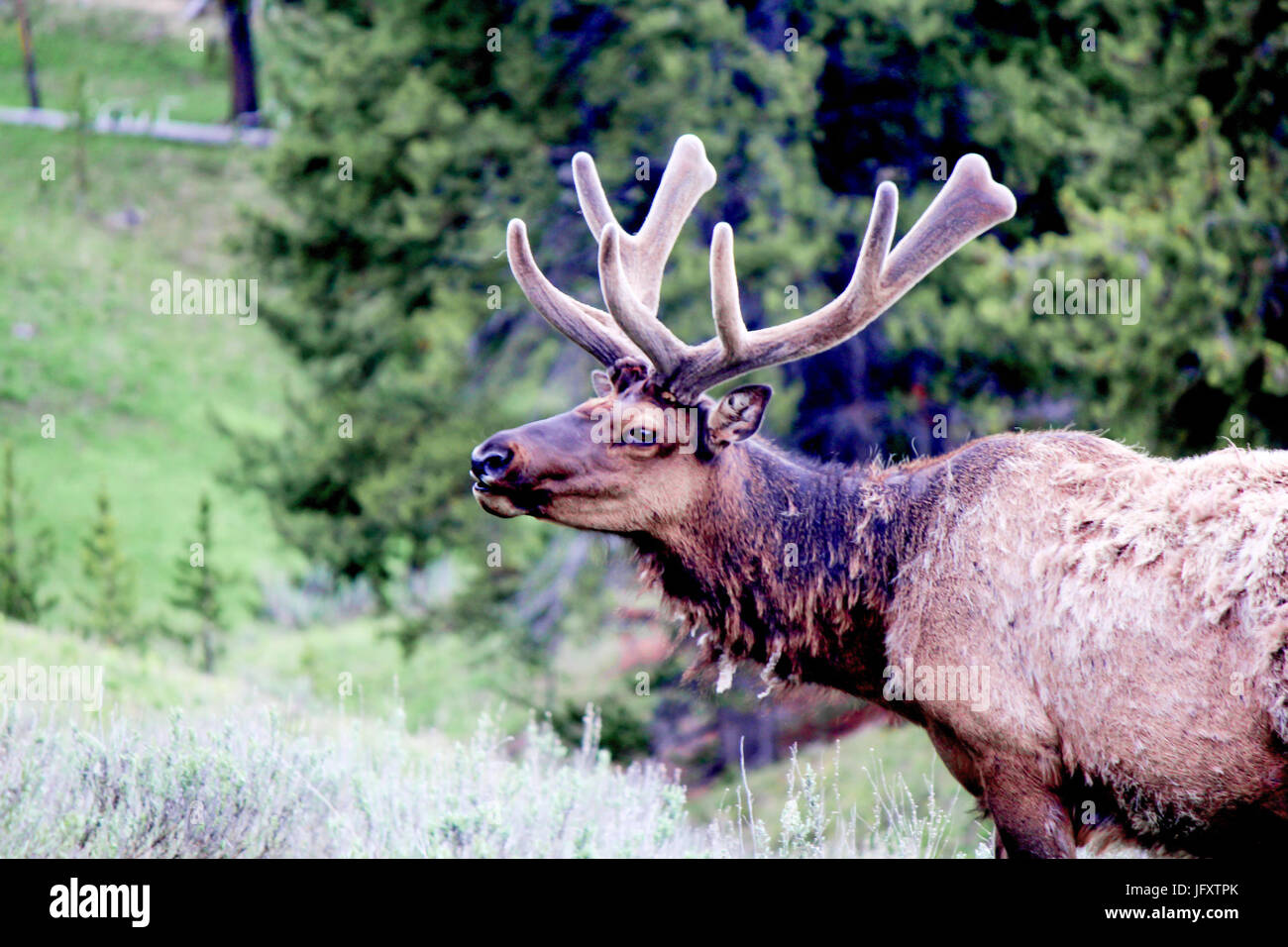 A bull elk with velvet antlers grazes at the Yellowstone National Park