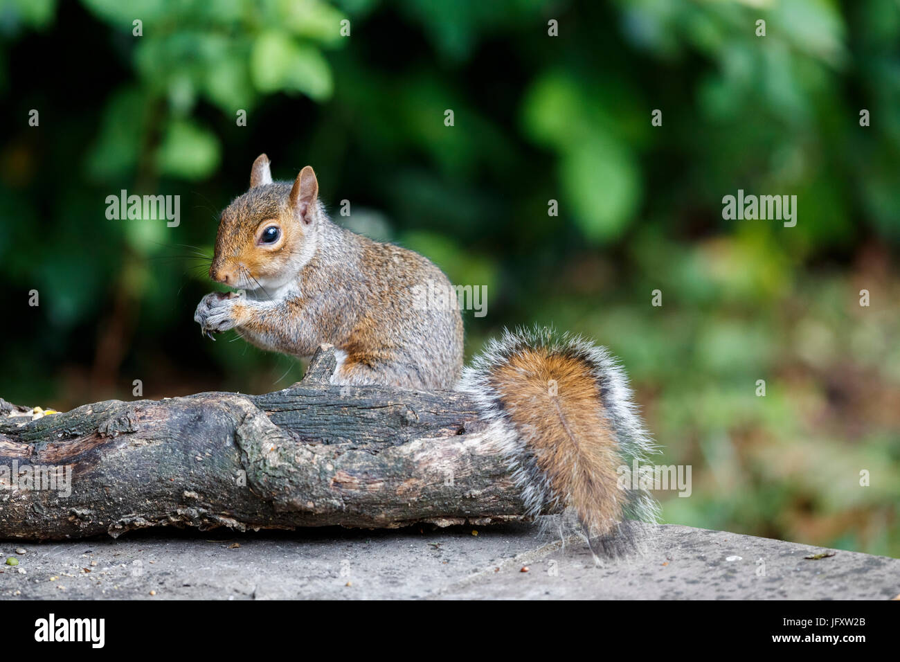 American grey squirrel, Sciurus carolinensis, with bushy tail in classic cute eating pose in a garden in summer, Surrey, south-east England, UK Stock Photo