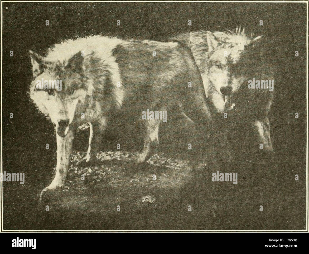 'Wild animals of Glacier National Park. The mammals, with notes on physiography and life zones' (1918) Stock Photo