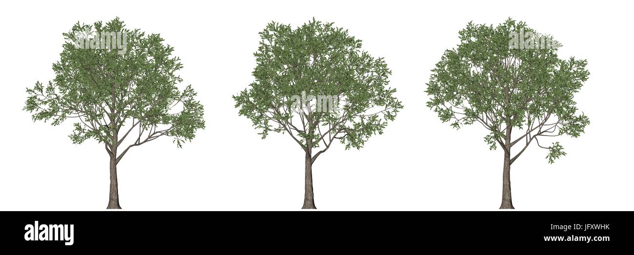 Live oak tree isolated on white hi-res stock photography and images - Alamy