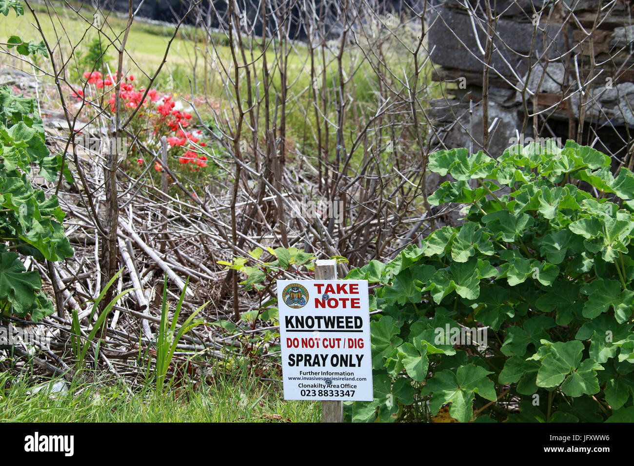 Treated knotweed plants and warning sign in the Republic of Ireland Stock Photo