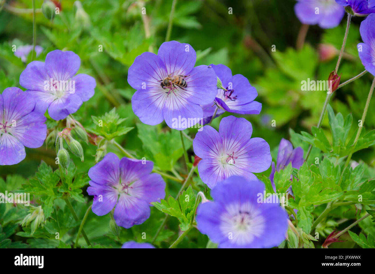 Geranium rozanne flower hi-res stock photography and images - Alamy
