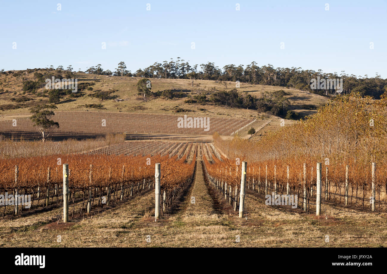 Devils Corner Vineyard in Tasmania, grapevines and hay bales in the foreground with views to Sherbourne Bay Stock Photo