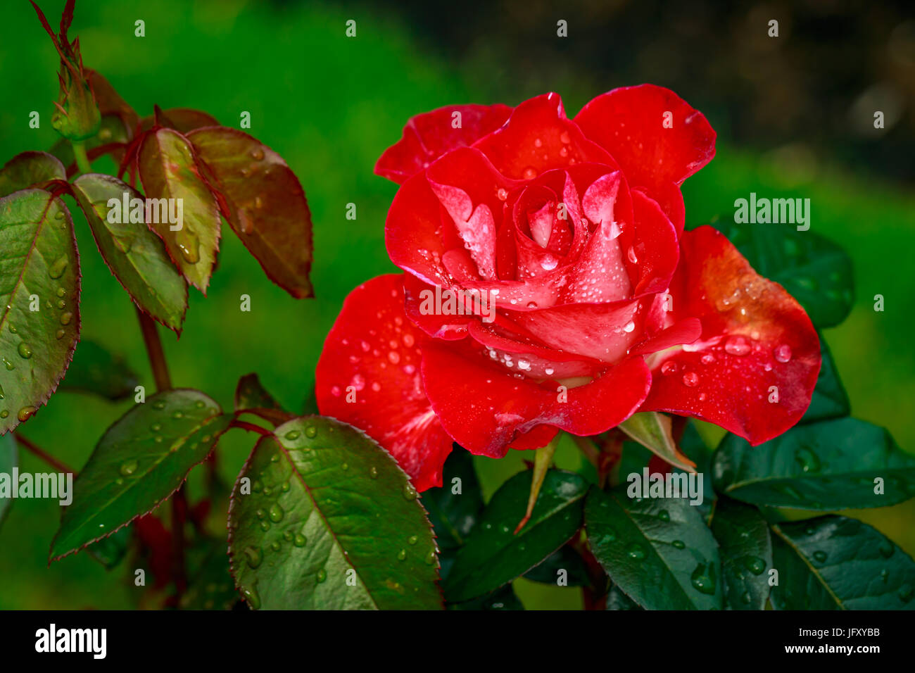 Beautiful rose blooms after rainfall, in Washington Park International