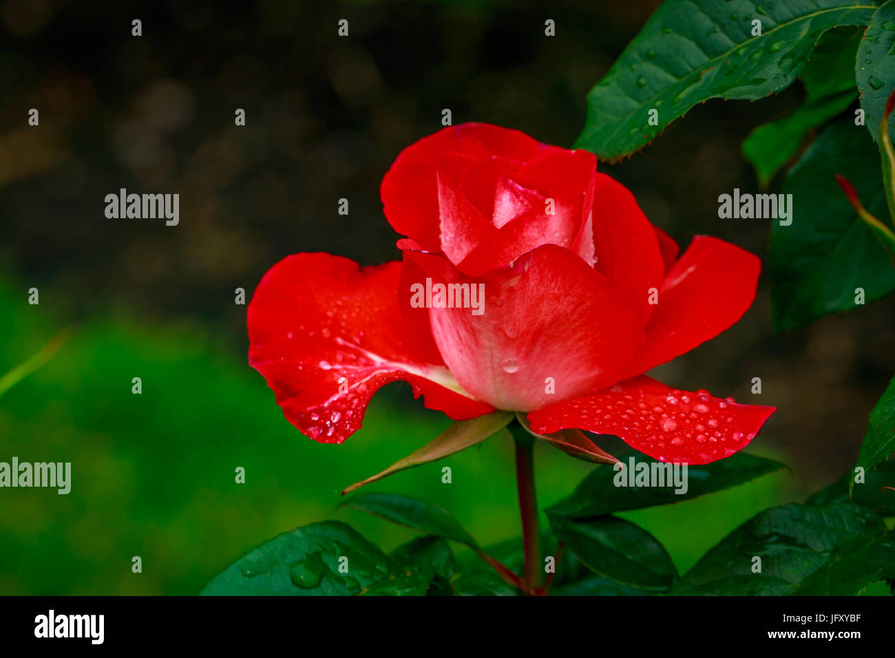 Beautiful rose blooms after rainfall, in Washington Park International