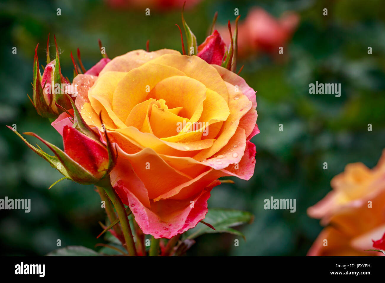 Beautiful rose blooms after rainfall, in Washington Park International