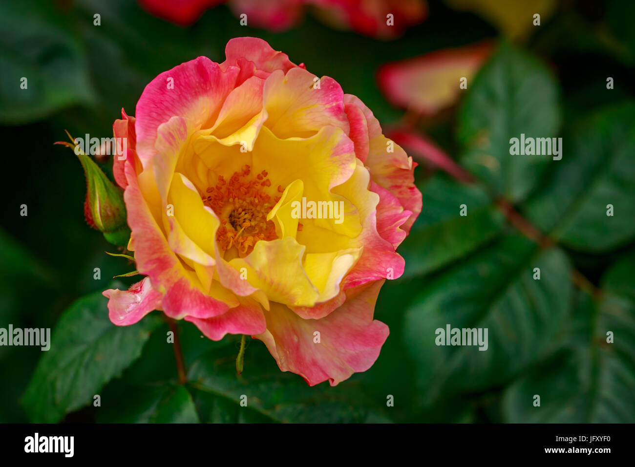 Beautiful rose blooms after rainfall, in Washington Park International