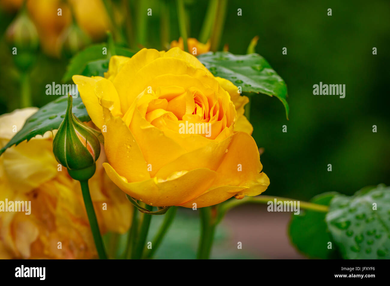 Beautiful rose blooms after rainfall, in Washington Park International