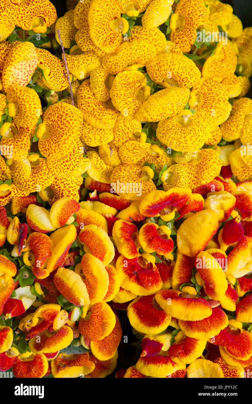 Calceolaria flowers Stock Photo
