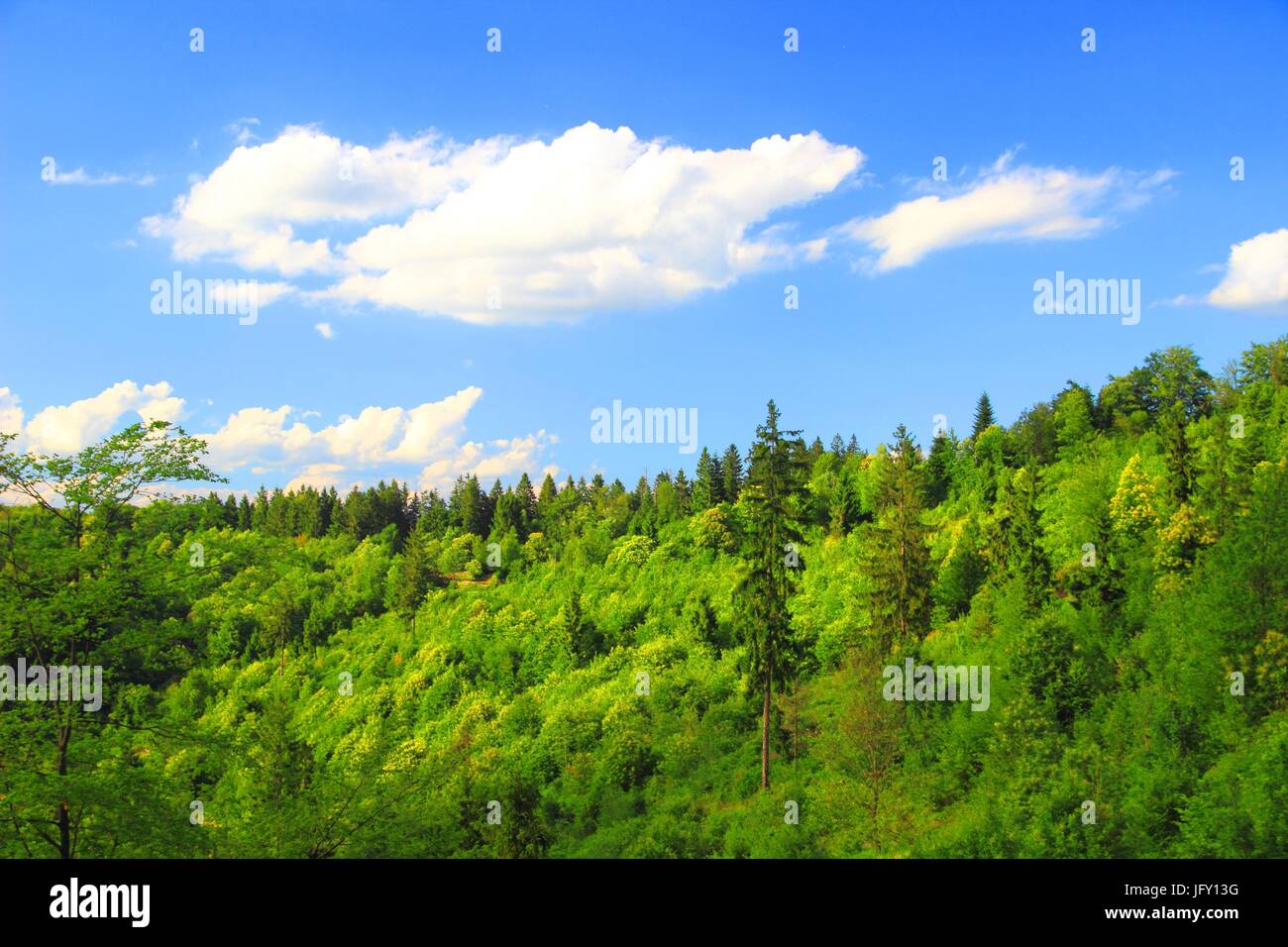 Green forest and blue sky with some clouds Stock Photo - Alamy