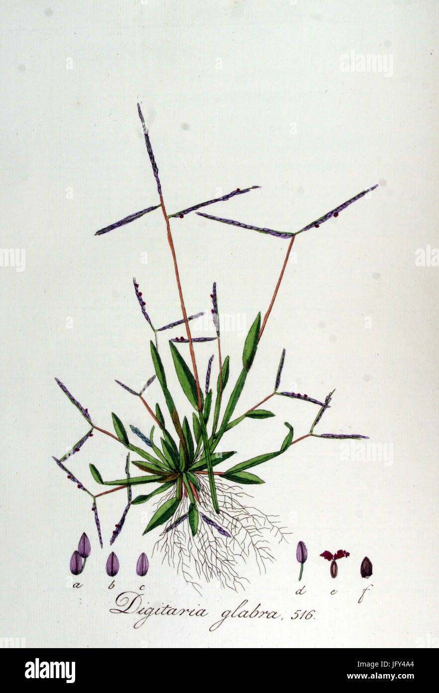 Digitaria glabra   Flora Batava   Volume v7 Stock Photo