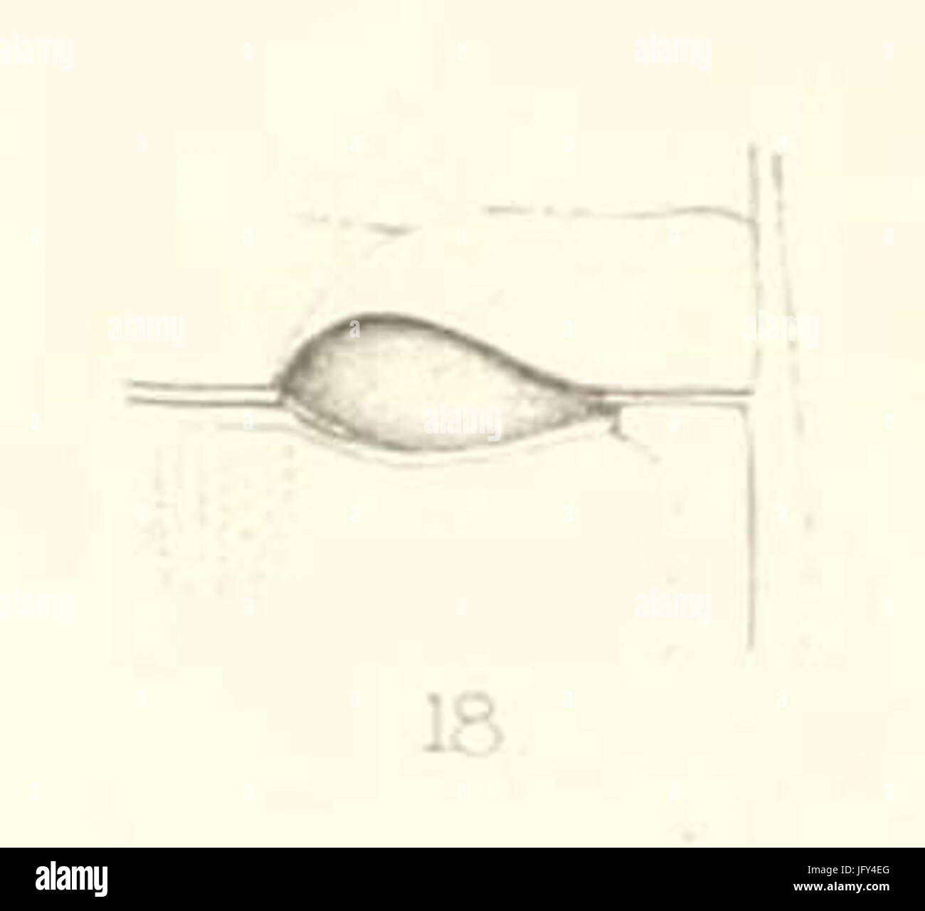 Diomus dohertyi 1st abdominal segment 26 metasternum 1894 Stock Photo