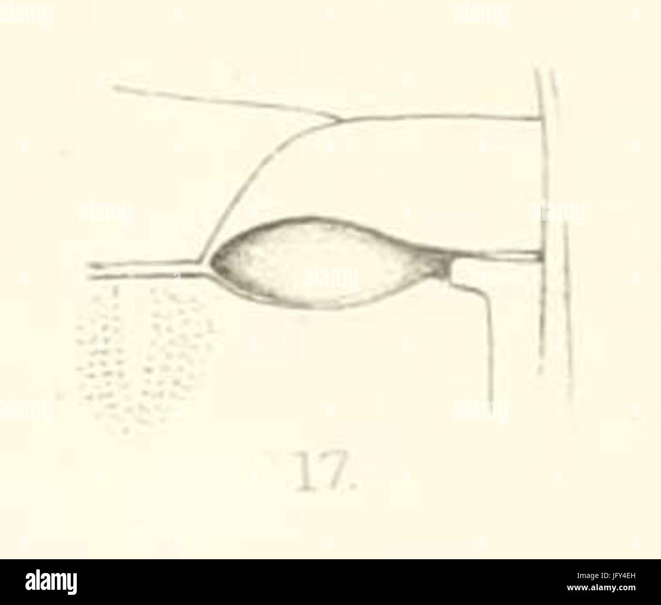 Elementary studies in insect life. Insects. 264 ELEMENTARY STUDIES IN  INSECT LIFE of which dovetails into the mesosternnm. This is the  metasternum. (Fig. 200.) Note that the first abdom- inal segment