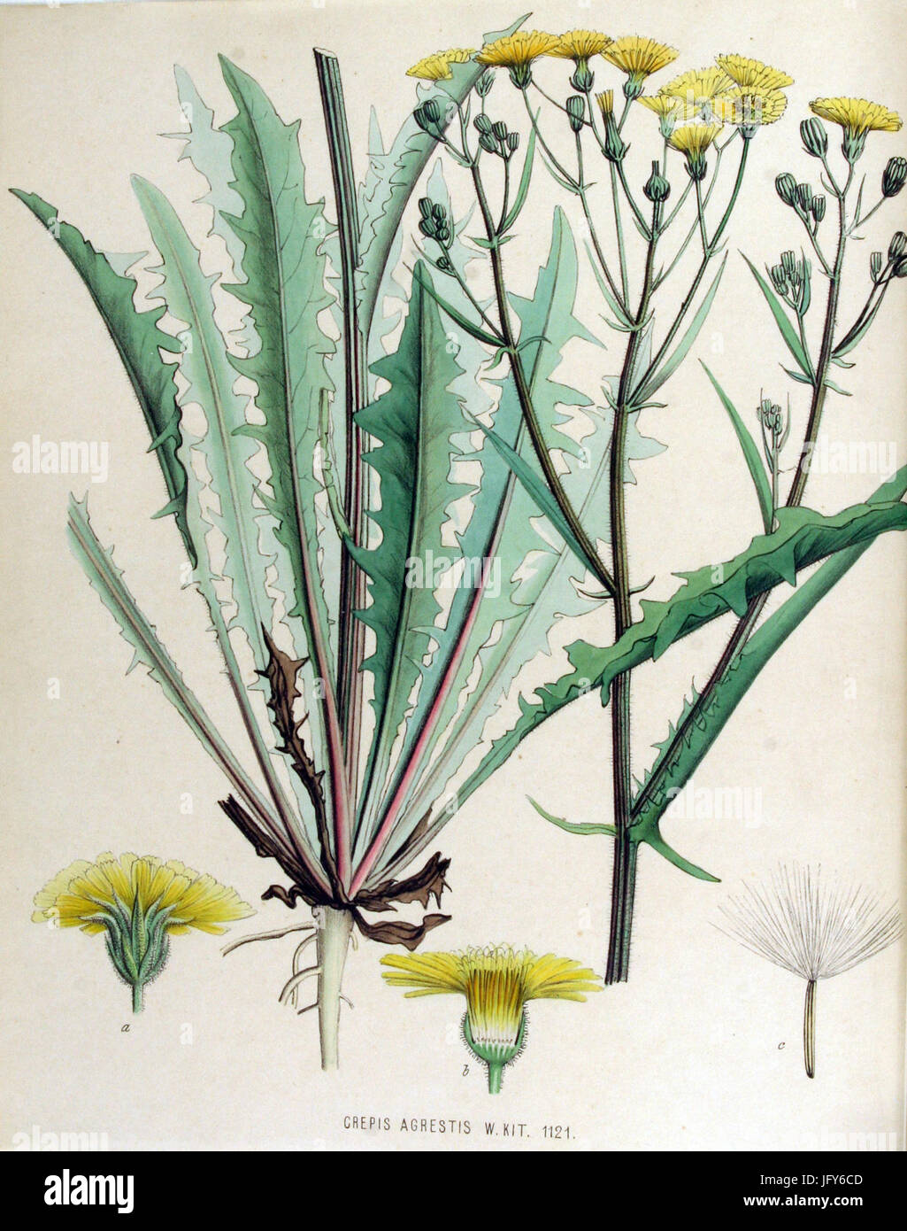 Crepis agrestis   Flora Batava   Volume v15 Stock Photo