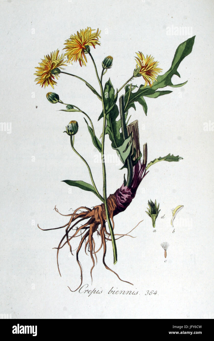 Crepis biennis   Flora Batava   Volume v5 Stock Photo