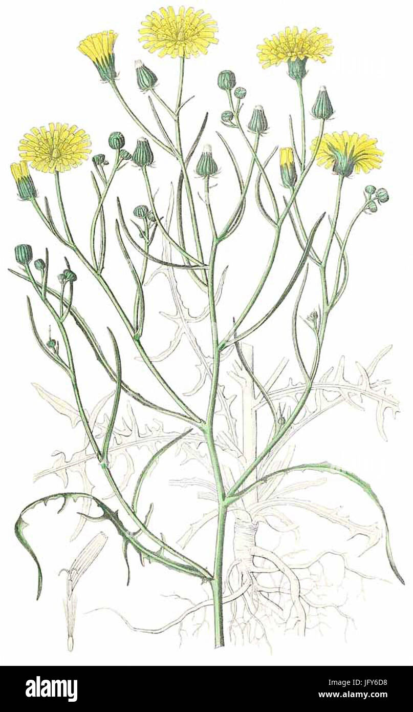 Crepis tectorum Linné - Flora regni Borussici vol. 9 - t. 610 Stock Photo