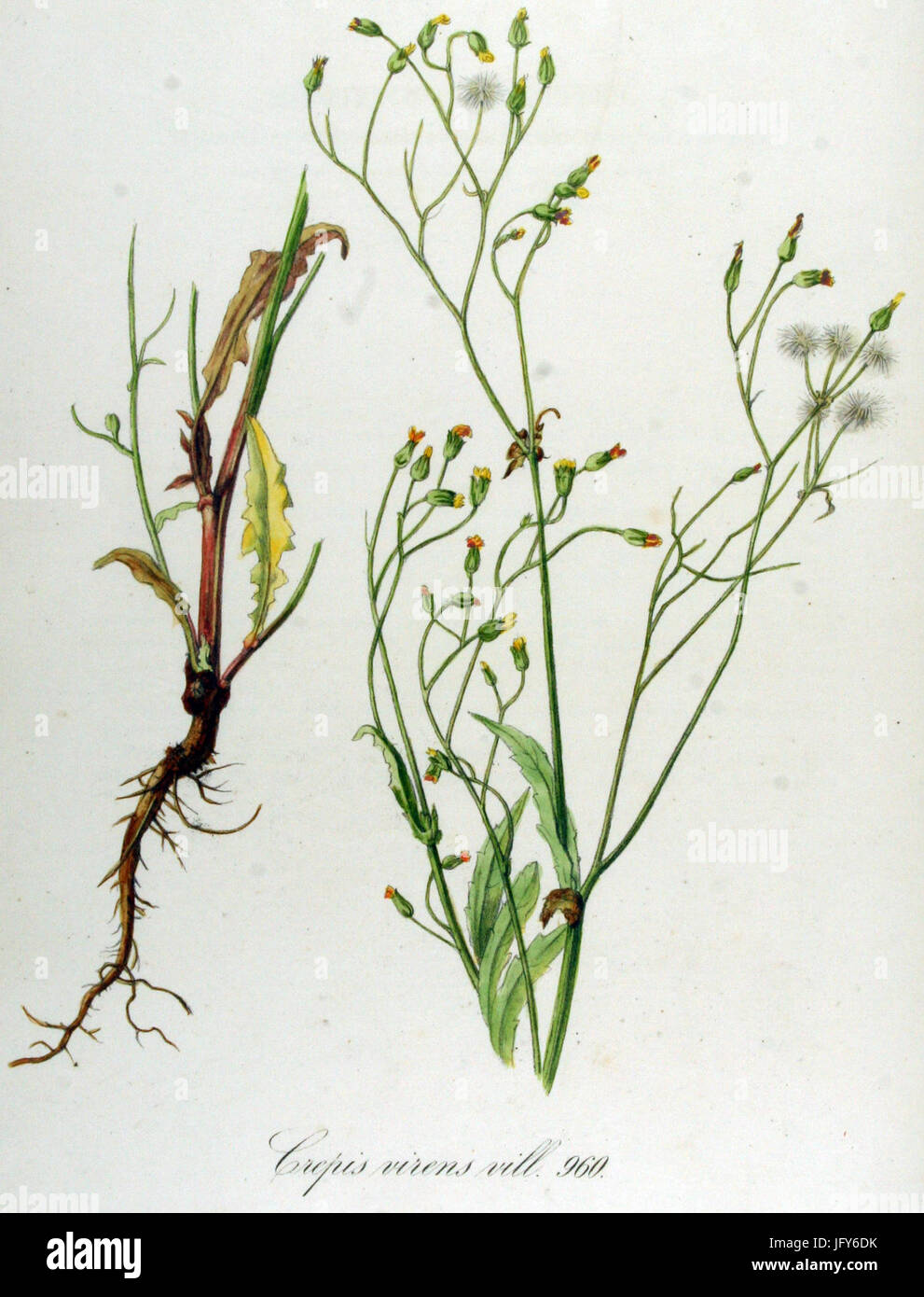 Crepis virens   Flora Batava   Volume v12 Stock Photo
