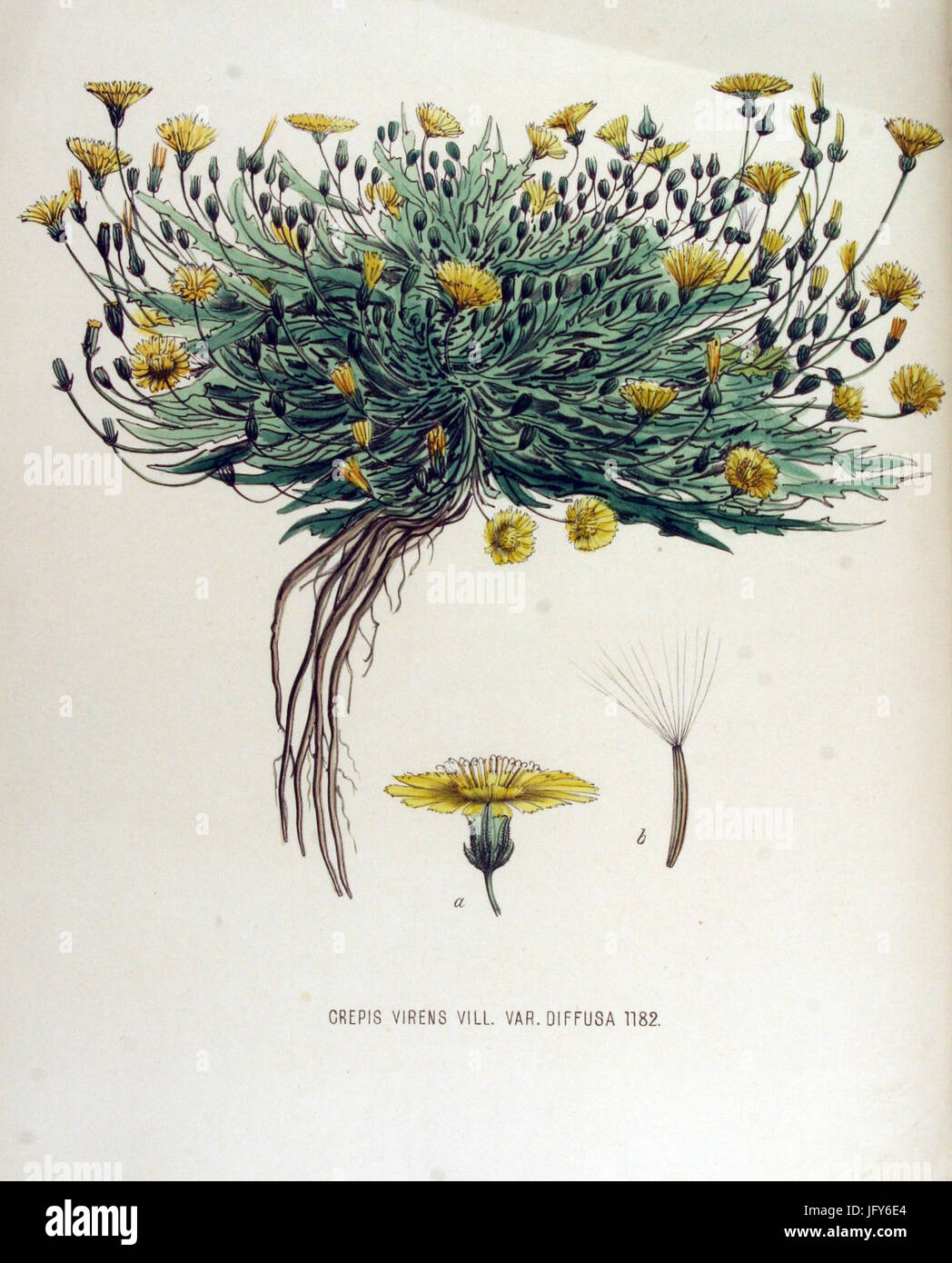 Crepis virens   Flora Batava   Volume v15 Stock Photo