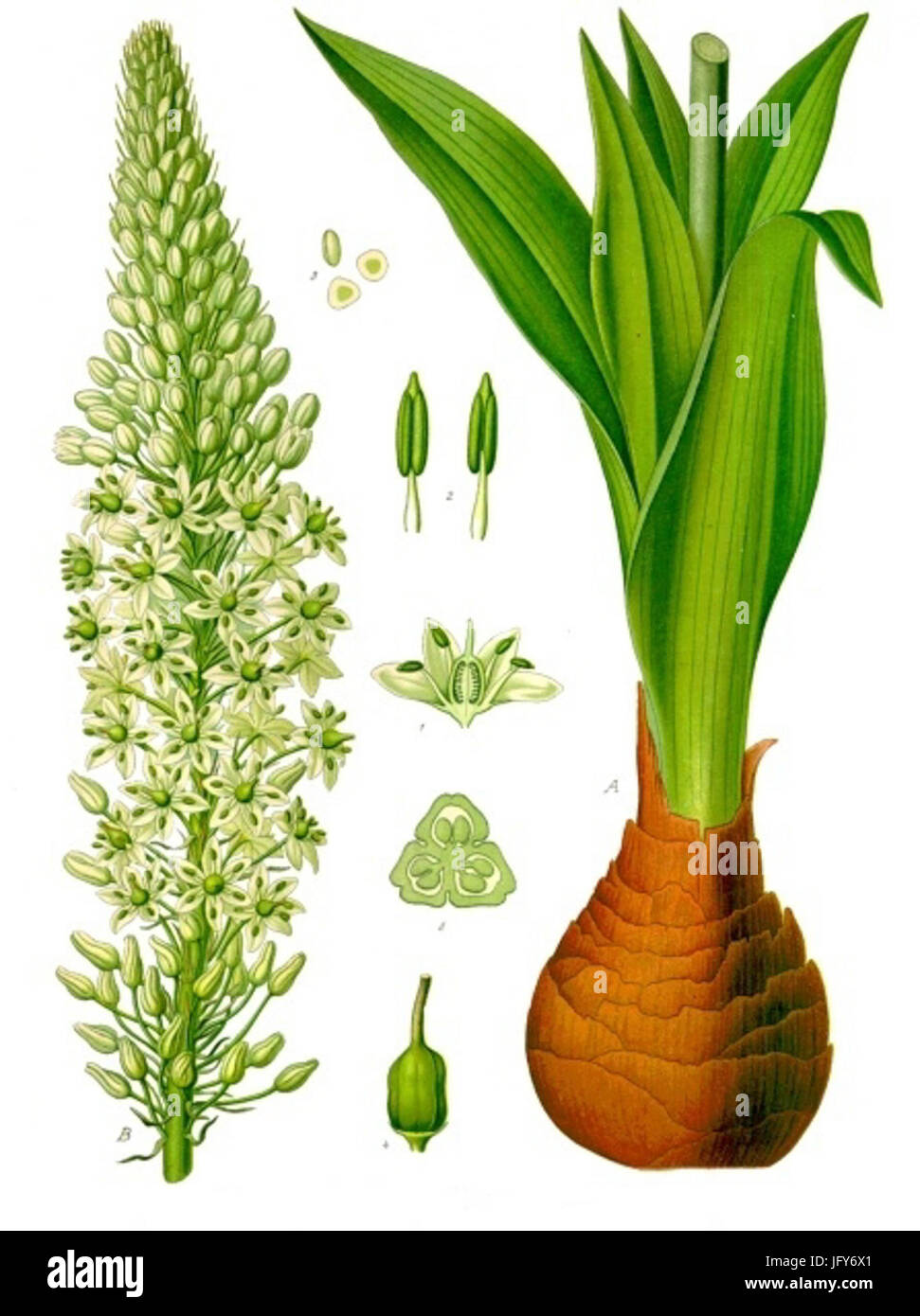 Drimia maritima - Köhler-s Medizinal-Pflanzen- 7 Stock Photo