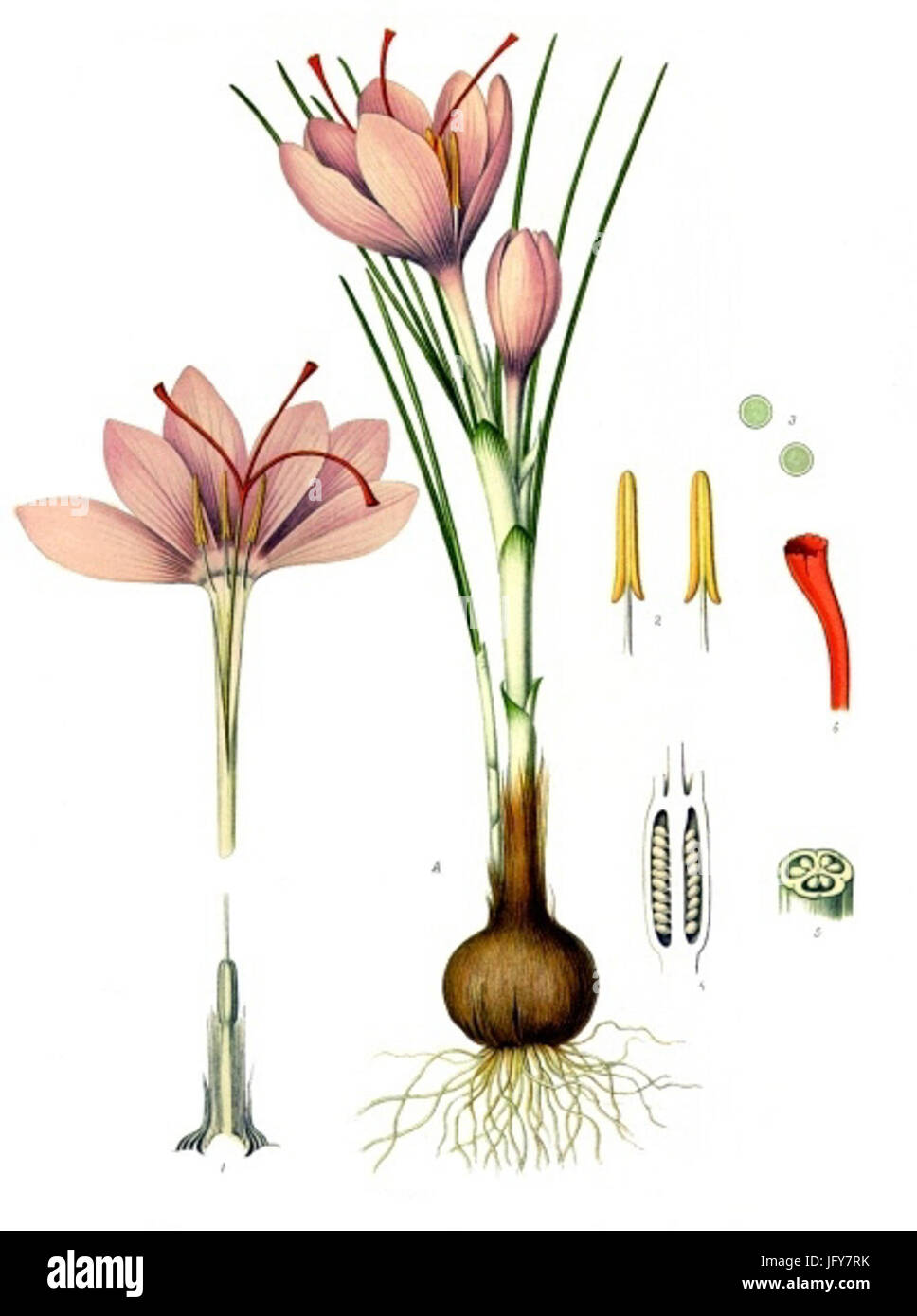 Crocus sativus - Köhler-s Medizinal-Pflanzen-194 Stock Photo
