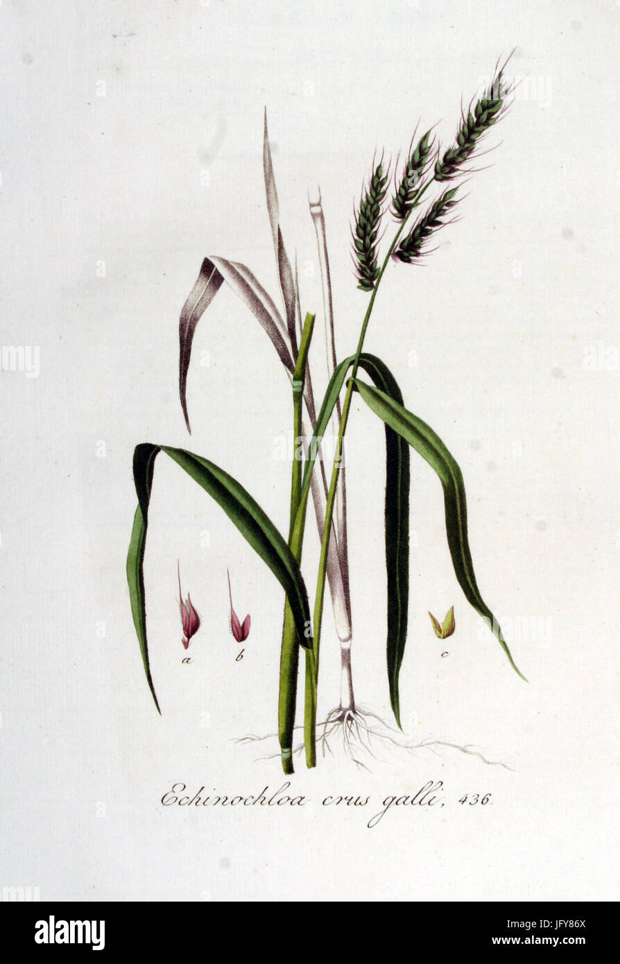 Echinochloa crus-galli   Flora Batava   Volume v6 Stock Photo