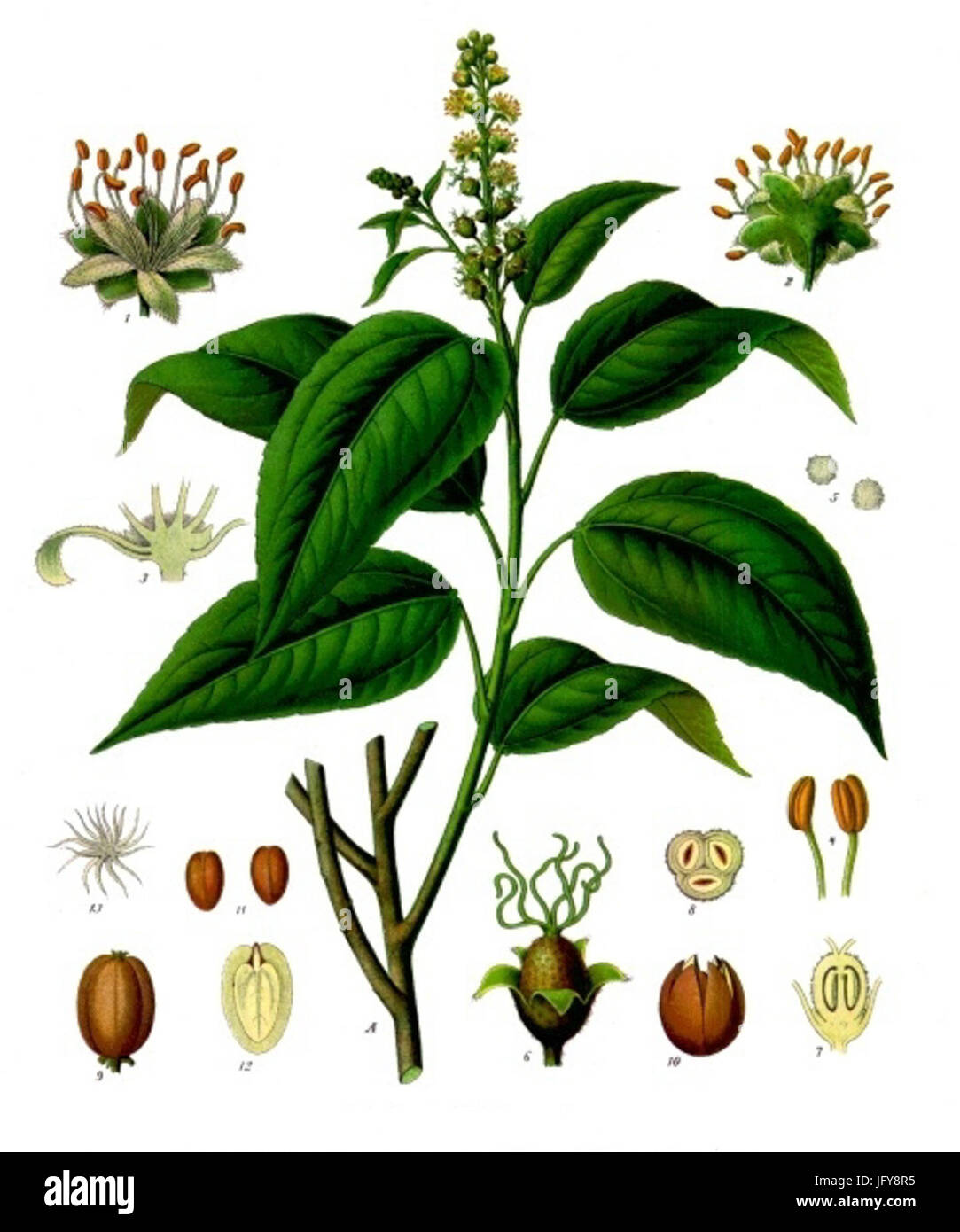 Croton tiglium - Köhler-s Medizinal-Pflanzen-197 Stock Photo