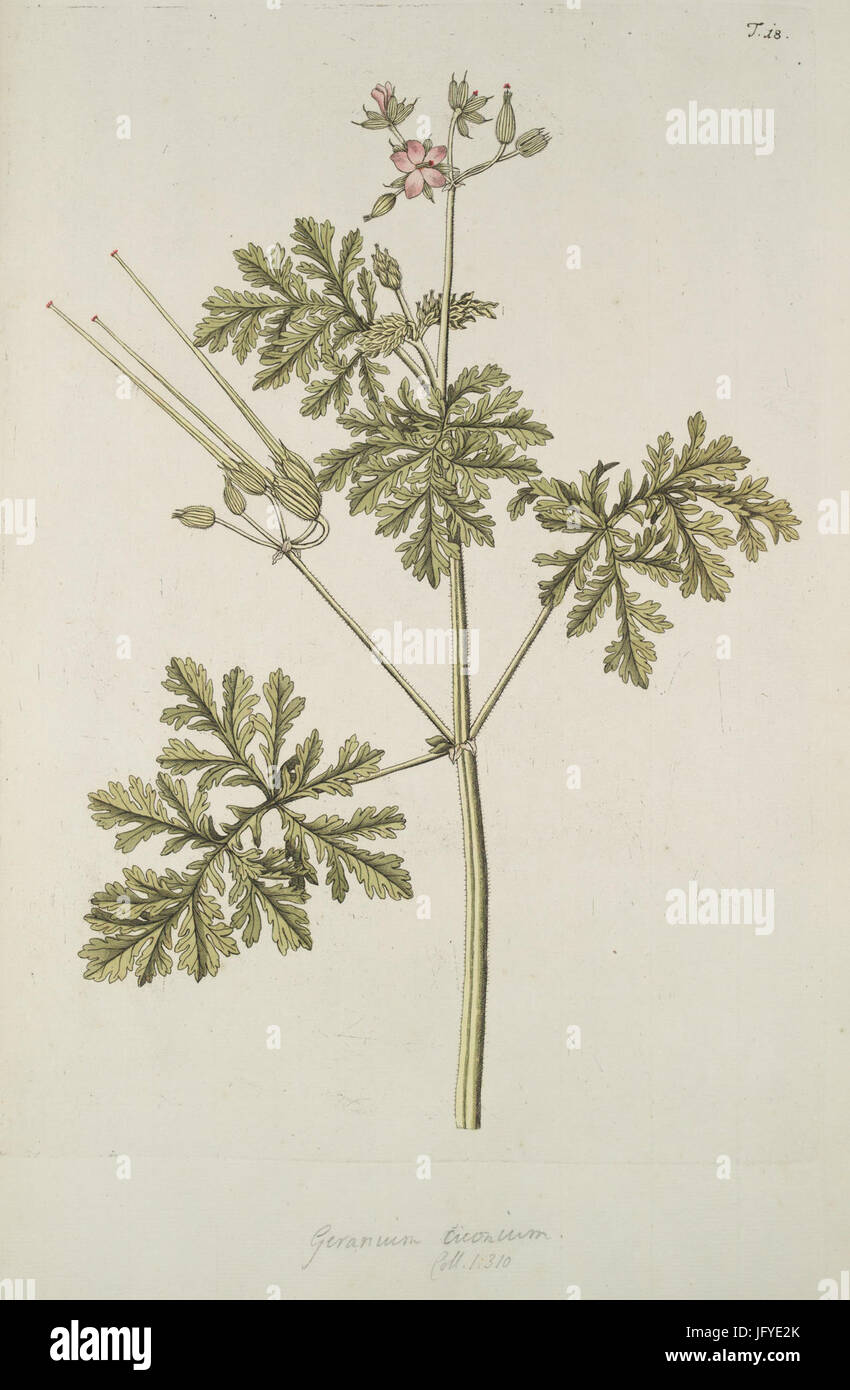 Erodium ciconium (L.) L Hérit. -as Geranium ciconium L.-, Jacquin et al. 1770, Hortus botanicus vindobonensis, vol 1, plate 18 Stock Photo
