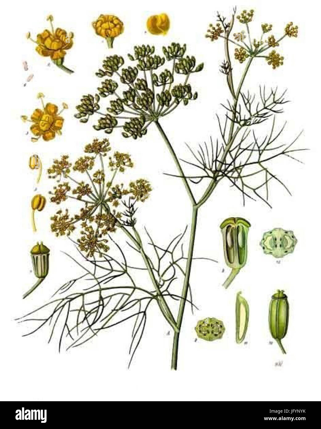 Foeniculum vulgare - Köhler-s Medizinal-Pflanzen-148 Stock Photo