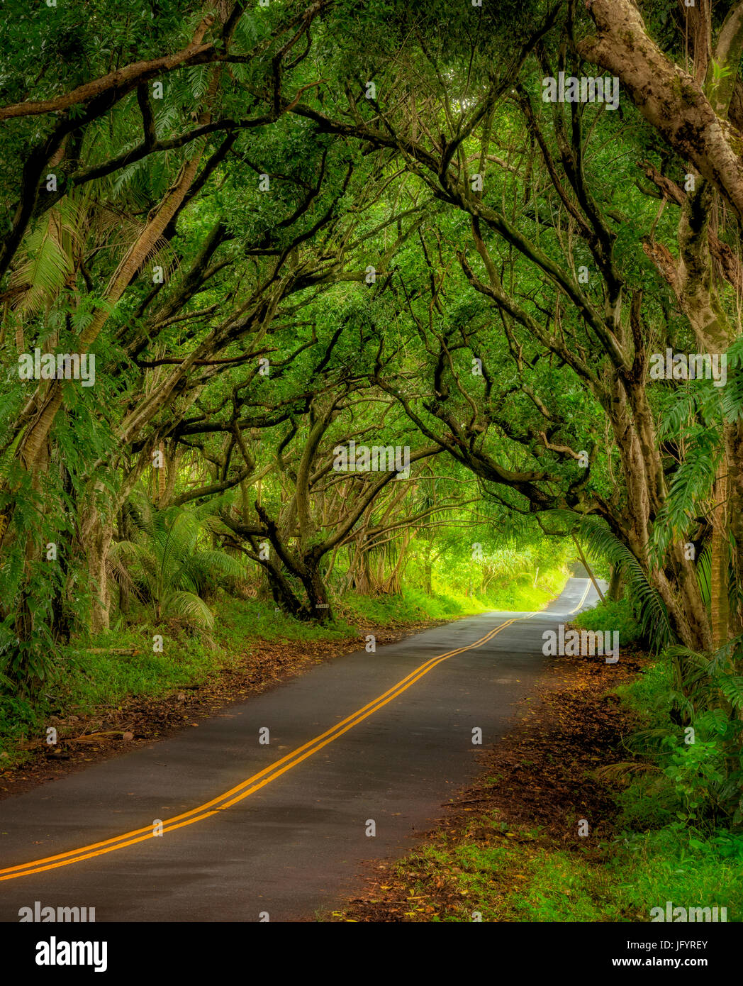 Tree covered road along the Puna Coast. Hawaii Stock Photo