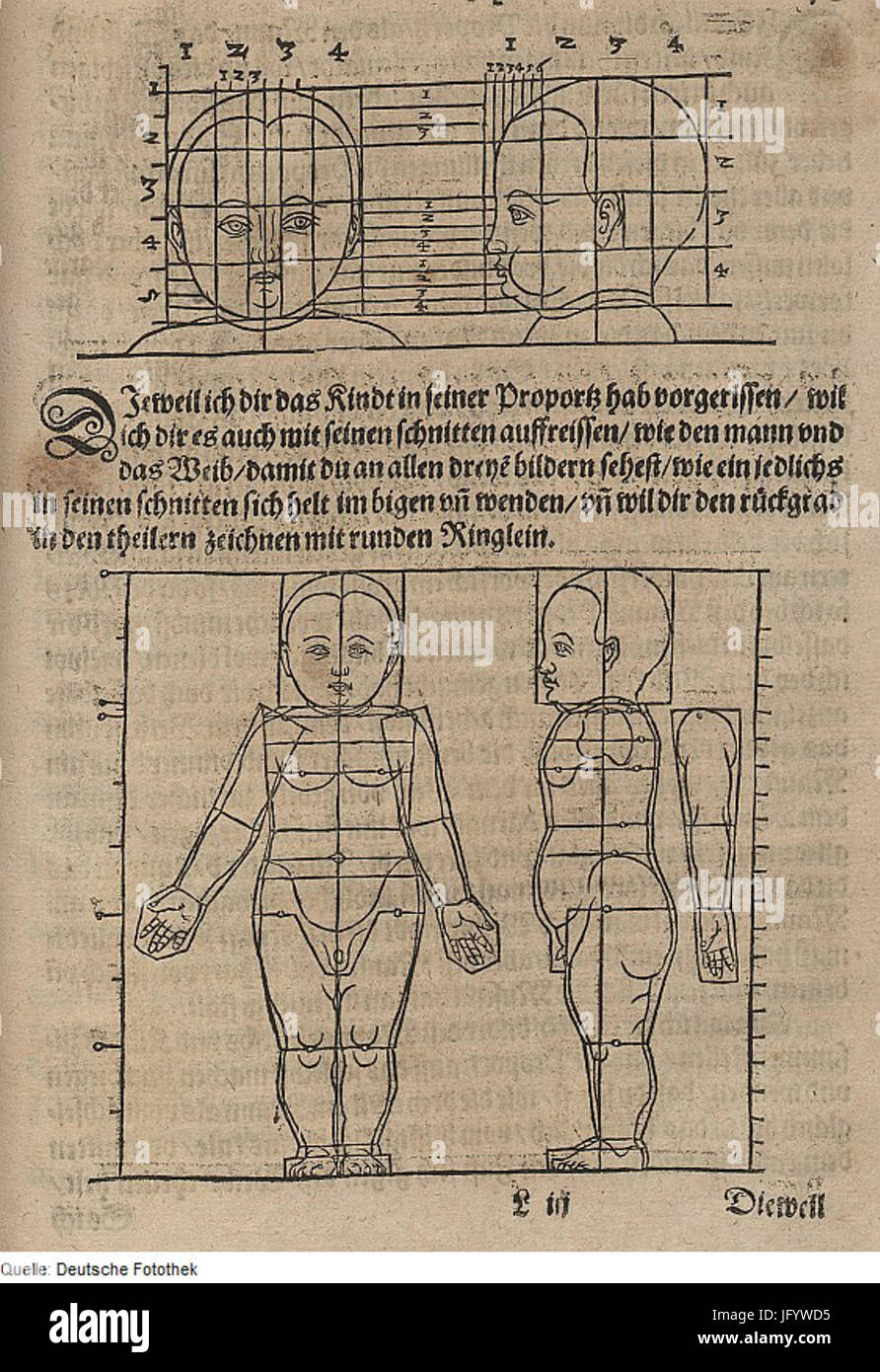 Body proportions diagram hi-res stock photography and images - Alamy